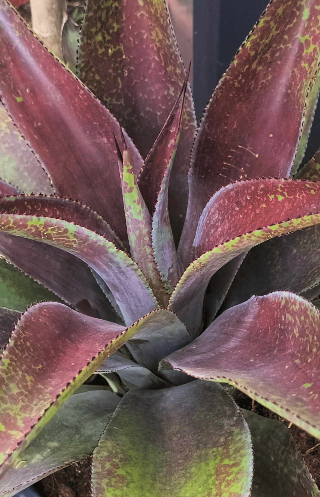 Mangave Mission To Mars